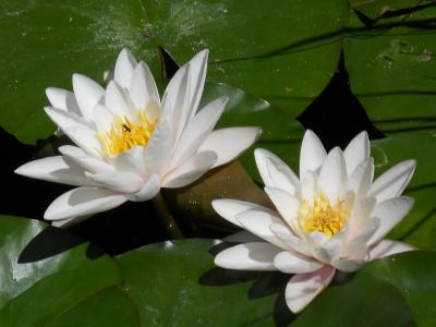 Helping a Friend to Heal